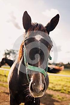Funny portrait of foal head on pasture