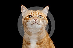 Gorgeous Ginger Cat on Isolated Black background