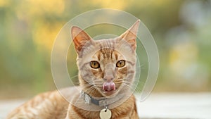 Funny portrait of a ginger cat with tongue out.