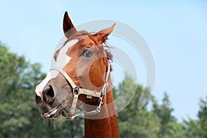 Funny portrait of ginger horse