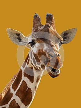 Funny portrait of a giraffe