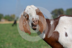 Funny portrait of a goat