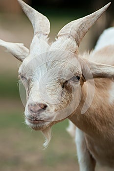 Funny portrait of goat