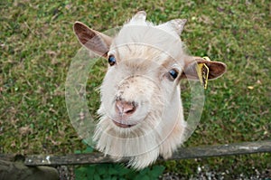 Funny portrait of goat