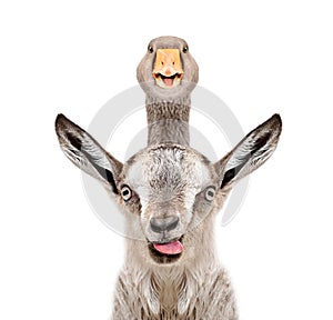 Funny portrait of a goat with a goose on its head