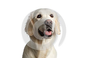 Golden retriever on isolated background photo