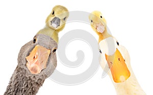 Funny portrait of goose and duck with gosling and duckling on the head