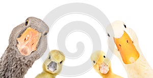 Funny portrait of a goose, gosling, duckling, duck