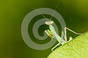 Funny portrait of a green praying mantis. Macro photo.