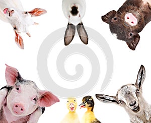 Funny portrait of a group of farm animals