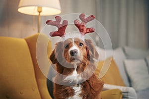 Funny portrait of happy dog waiting for Christmas
