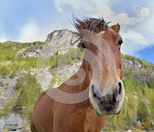 Funny portrait of an horse with mane in the wind