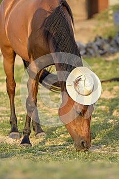Funny portrait of a horse with a straw hat on its head