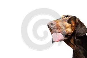 Funny portrait hungry doberman mixed-breed dog licking its lips with tongue. Isolated on white background