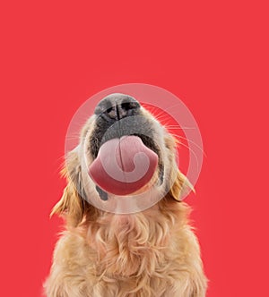 Funny portrait hungry labrador retriever puppy dog licking its lips with tongue. Isolated on red solid background