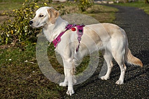 Funny portrait image of young golden retriever dog with side eyes in a green park