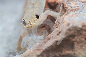 Funny Portrait of Kotschy`s gecko, mediodactylus kotschyi