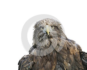 Funny portrait of a large brown bird of an eagle face on white