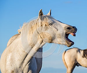 Funny portrait of a laughing horse.