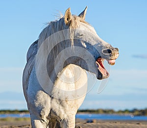 Funny portrait of a laughing horse.