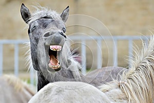 Funny portrait of a laughing horse.