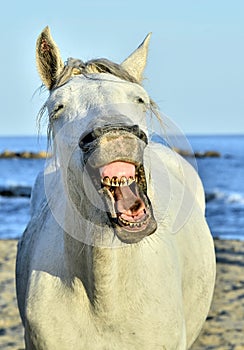 Funny portrait of a laughing horse.