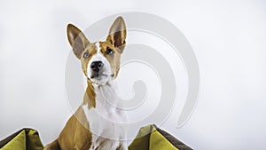 Funny portrait little cute basenji puppy at white background.