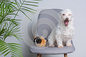 Funny portrait of Maltese puppy with guinea pig