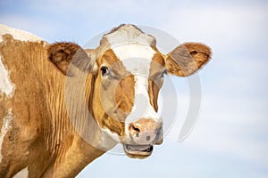 Funny portrait of a mooing cow, mouth open, the head of a red cow with white blaze, showing teeth  tongue and gums while chewing