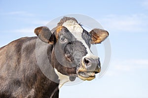 Funny portrait of a mooing cow, with open mouth, the head of a cow with white blaze, showing teeth while chewing, relaxed