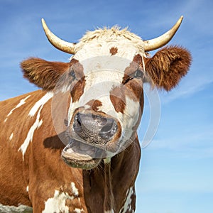 Funny portrait of a mooing cow, with open mouth and large horns