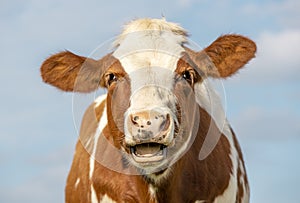 Funny portrait of a mooing cow, silly laughing with mouth open, showing gums and tongue