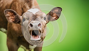 Funny portrait of a mooing cow, surprise animal emotions.