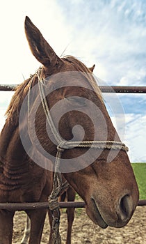 Funny portrait od brown mare horse in paddock