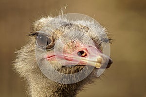 Funny portrait of an ostrich
