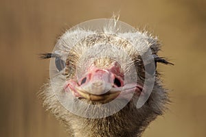 Funny portrait of an ostrich