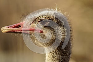 Funny portrait of an ostrich