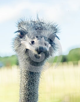 funny portrait of an ostrich emu bird on natural background on a farm, park on in a zoo