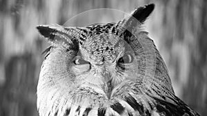 Funny portrait of an owl, black and white