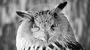 Funny portrait of an owl, black and white photo