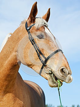 Funny portrait of palomino horse