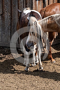 Funny portrait of a palomino horse with head under a paint colored horsesâ€™ tail