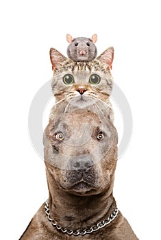 Funny portrait of a pit bull dog, cat and rat