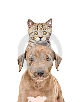 Funny portrait of a pit bull puppy and kitten Scottish Straight