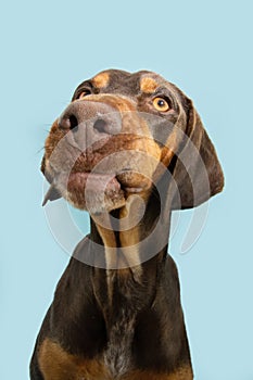 Funny portrait puppy doberman dog making a disagree or pensive expression face. Isolated on blue pastel background