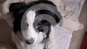 Funny portrait of puppy dog border collie lying on couch bed indoor. Cute pet dog resting playing at home, looking happy