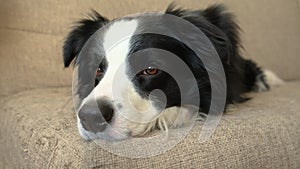 Funny portrait of puppy dog border collie lying on couch indoor. Cute pet dog resting on sofa at home. Pet animal life