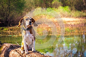 Funny portrait of pure breed beagle dog seated at trunk lakeside