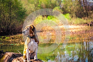 Funny portrait of pure breed beagle dog seated at trunk lakeside. Big ears listening or hear concept. Beagle close up face smiling