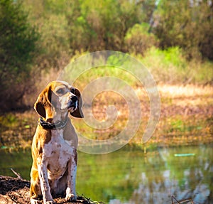 Funny portrait of pure breed beagle dog seated at trunk lakeside. Big ears listening or hear concept. Beagle close up face smiling